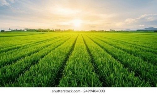FARM LAND FOR SALE